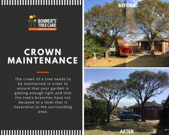 [Crown Maintenance] Before & After Bohmer's Tree Care