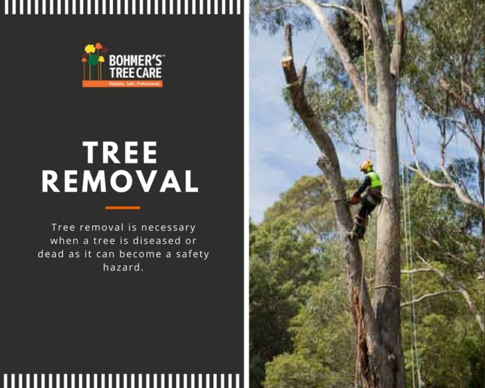 Tree Removal - Bohmer's Tree Care