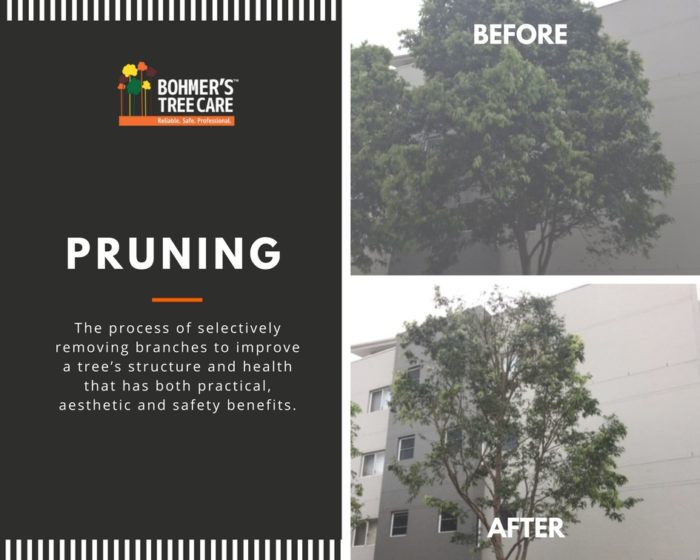 Pruning Services - Bohmer's Tree Care