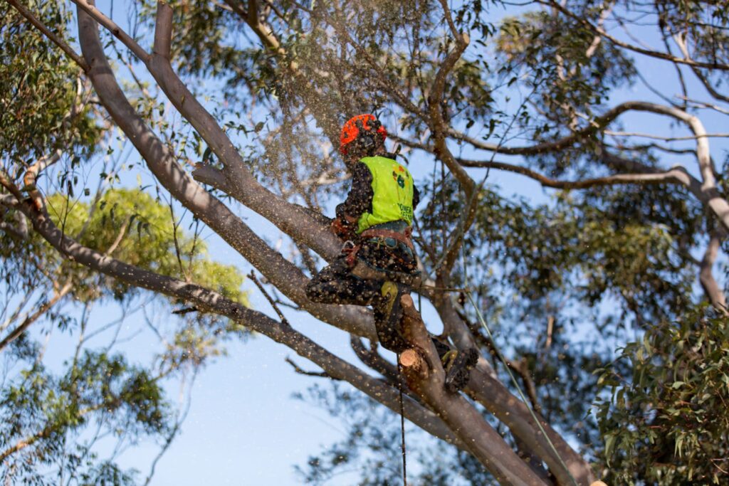 tree lopping