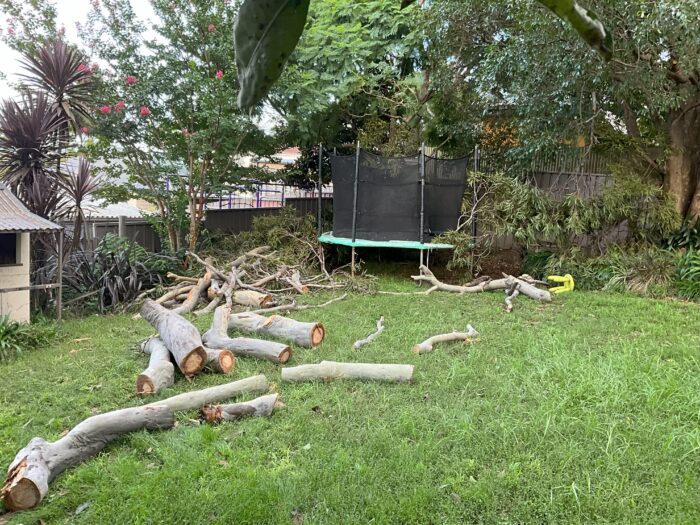 BOHMER'S TREE CARE EMERGENCY JOB FALLEN TREE WOLLONGONG