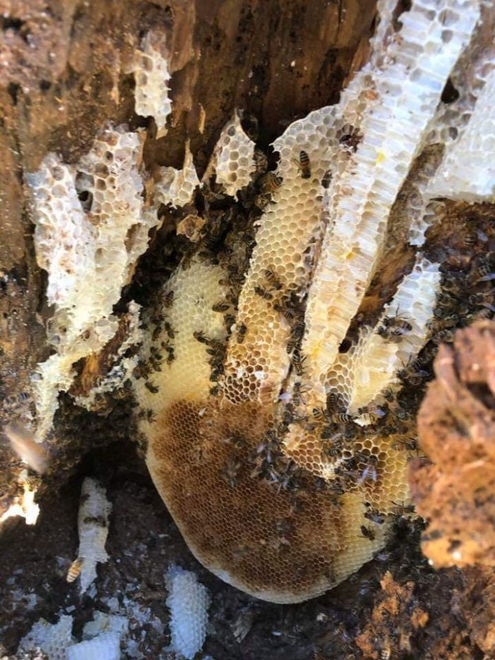 BOHMER'S TREE CARE TREE BEE COLONY