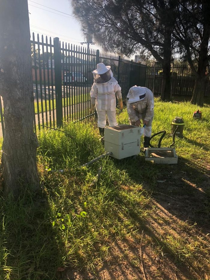 Learning from the Beekeeper at school 