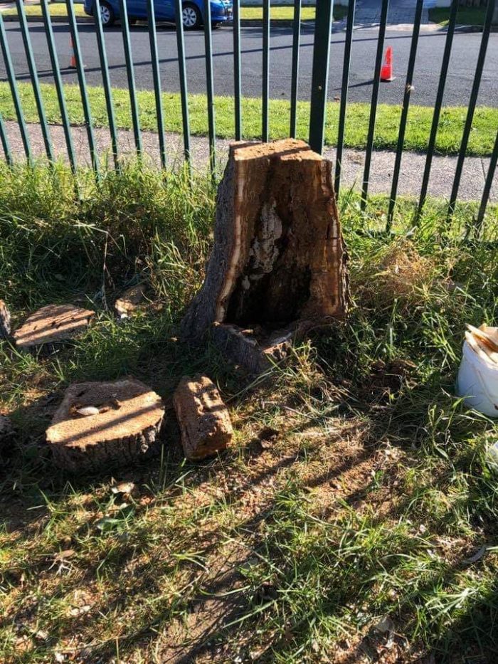 BOHMER'S TREE CARE TREE BEE COLONY