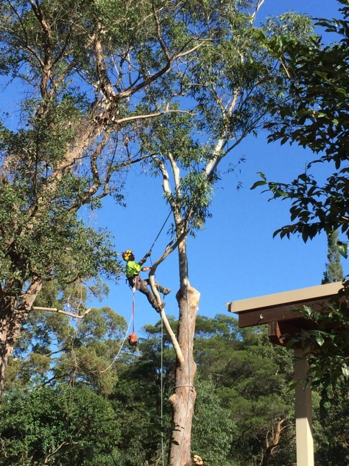 Tree Removal Bohmer's Tree Care